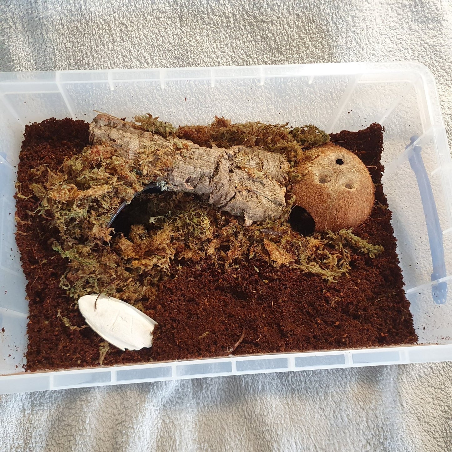 9L Giant African Land Snail Kit with Heat Mat