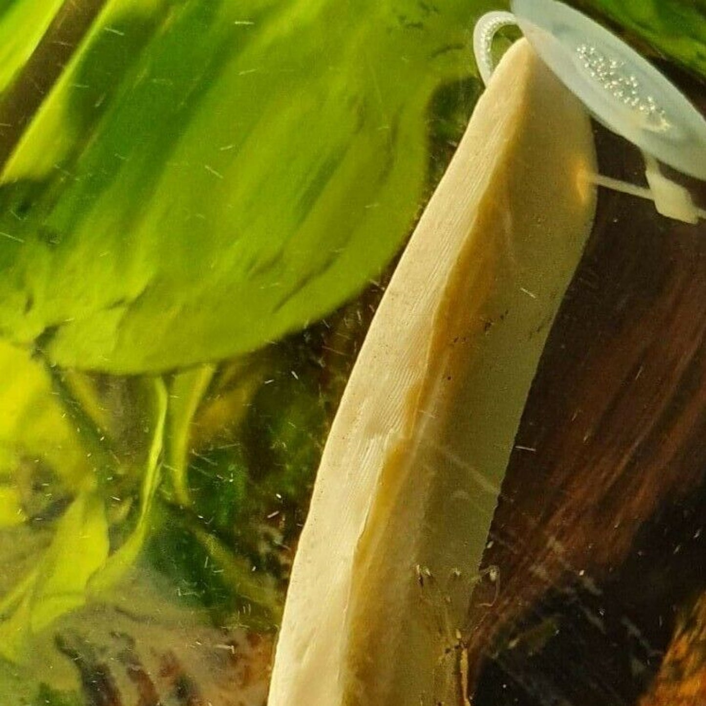 Aquarium Cuttlefish Calcium Supplement
