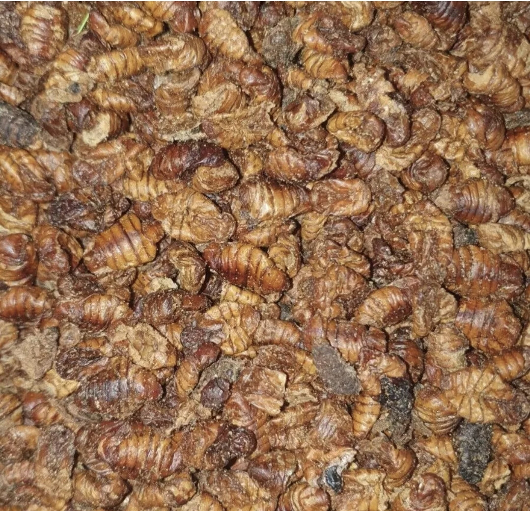Close-up of a large group of brown insects, likely larvae, on a textured surface.