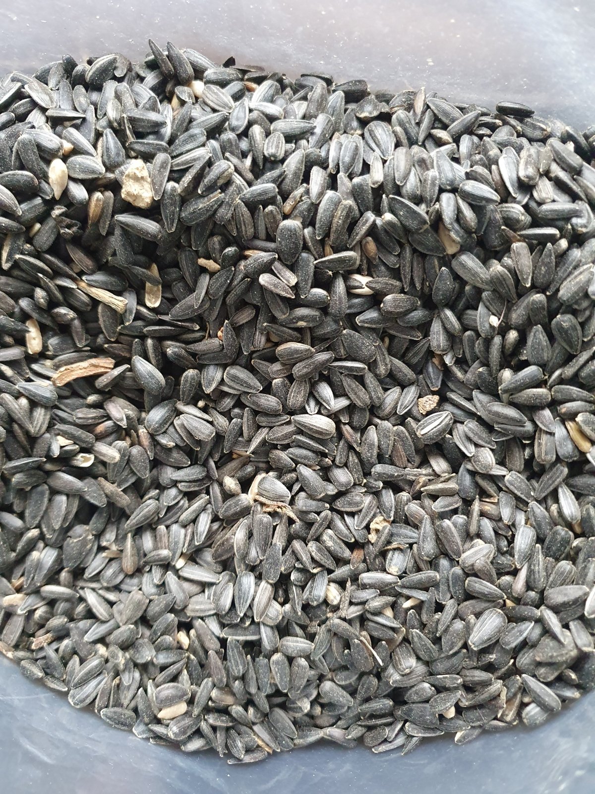 Organic Black Oil Sunflower Seeds - Rich Bird Feed Wild Garden Food