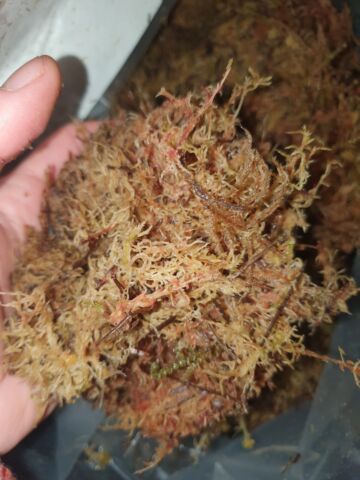 Affordable Reptile Moss