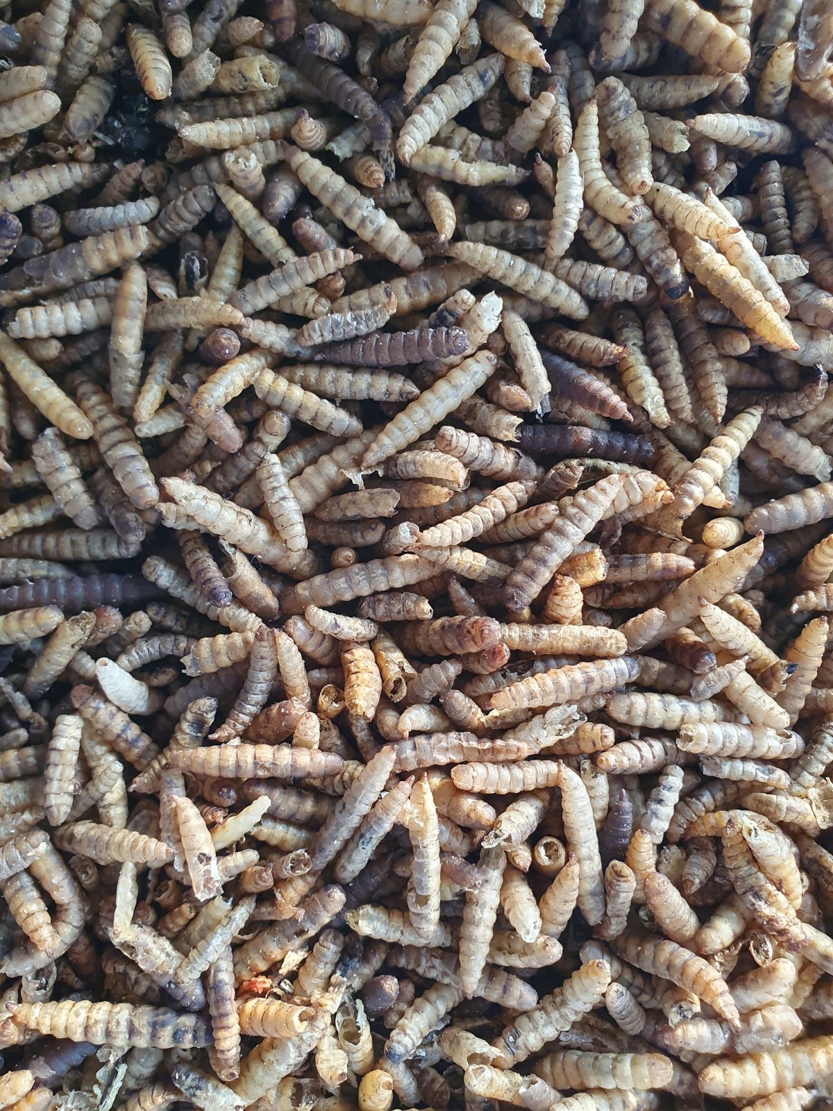 Dried Black Solder Fly Larva (Calci worms)