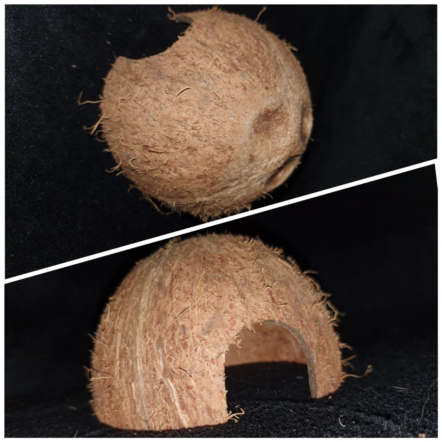 Giant African Land Snail Starter kit - Rear & Raise Hatchlings