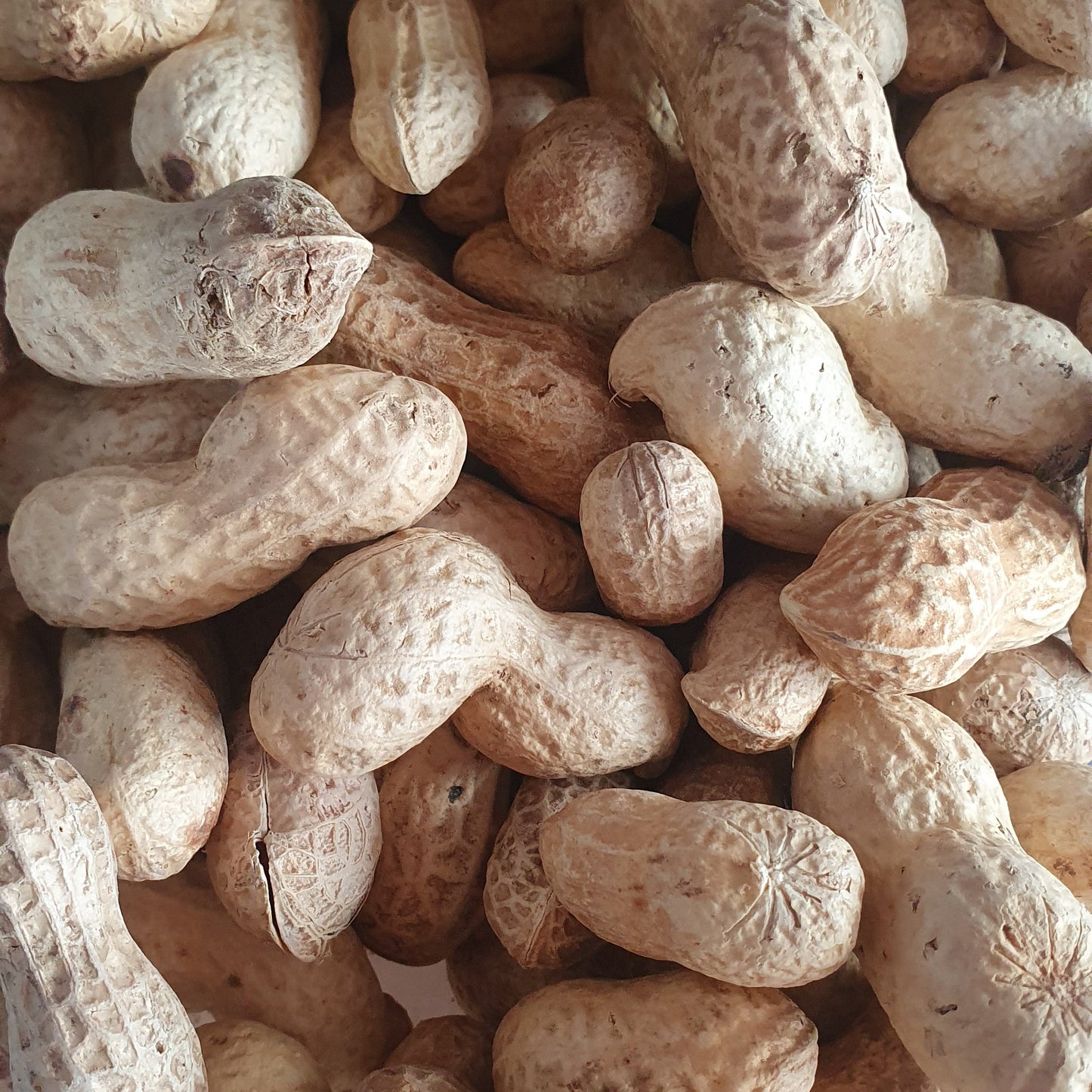 Monkey nuts - Peanuts in the Shell
