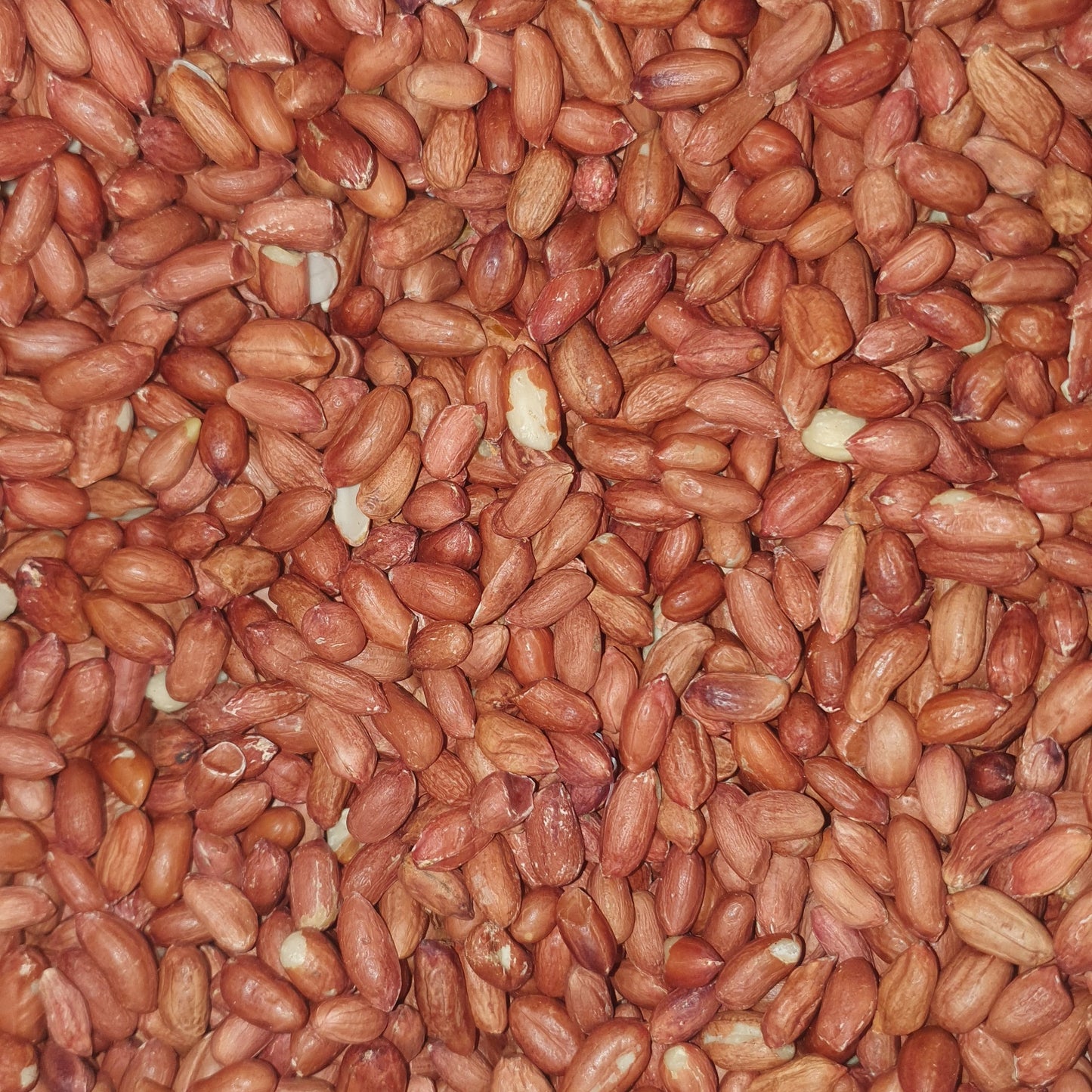 Whole Peanuts Red Skin for Birds