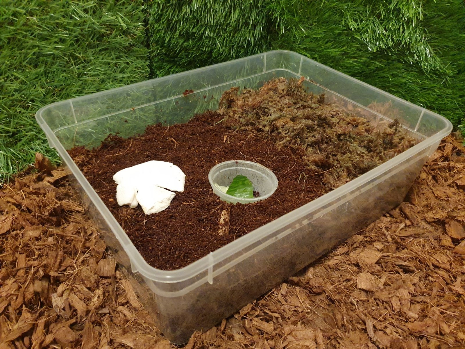 Beginner 3L Snail Starter kit - Raise & Rear Hatchling Snails ...